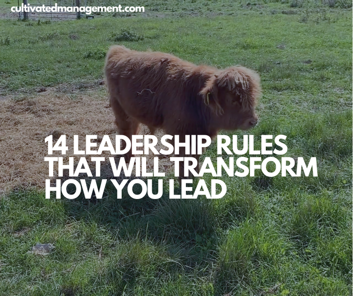 A photo of a cow with the words overlaid - 14 Leadership Rules That Will Transform How You Lead