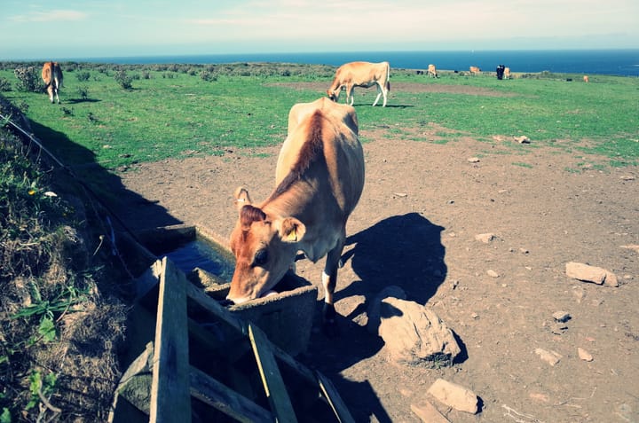 A photo of some cows in a field