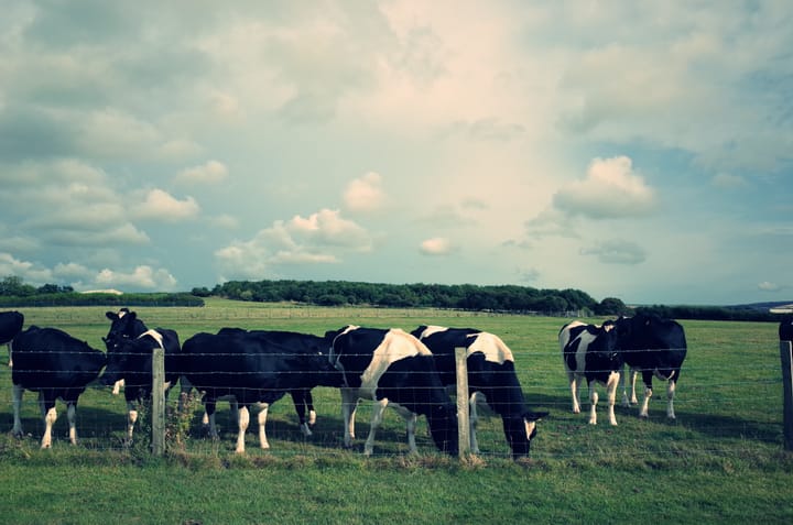 Some cows graizing in a field