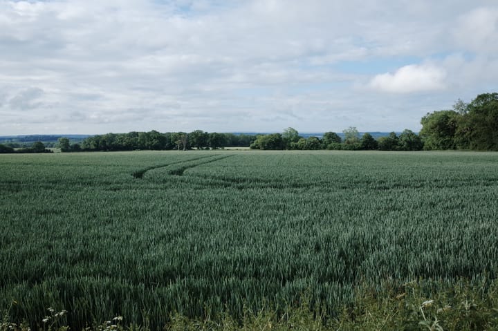 A photo of crops in Hampshire, England
