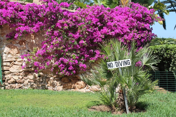 A photo of some bright flowers on a wall in Spain with a sign that say No Diving