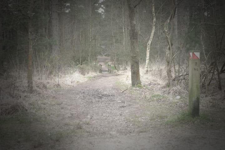 A photo of some woodland