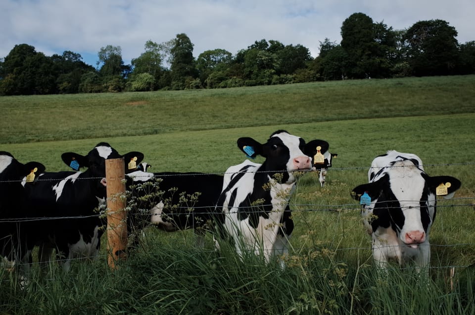 A photo of some cows in a field