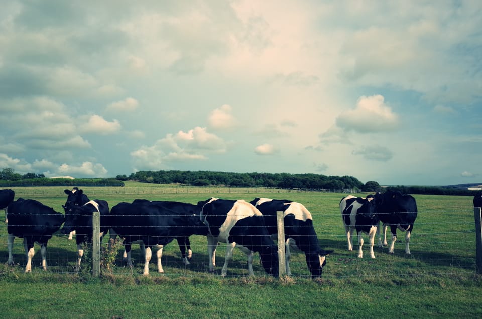 Some cows graizing in a field