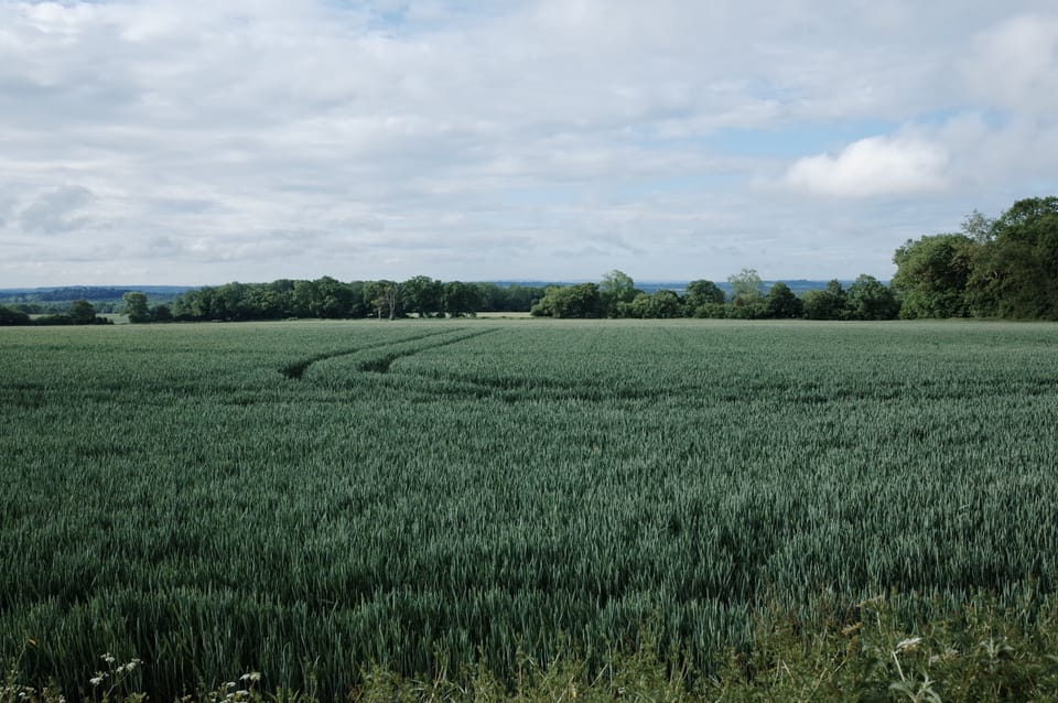 A photo of crops in Hampshire, England