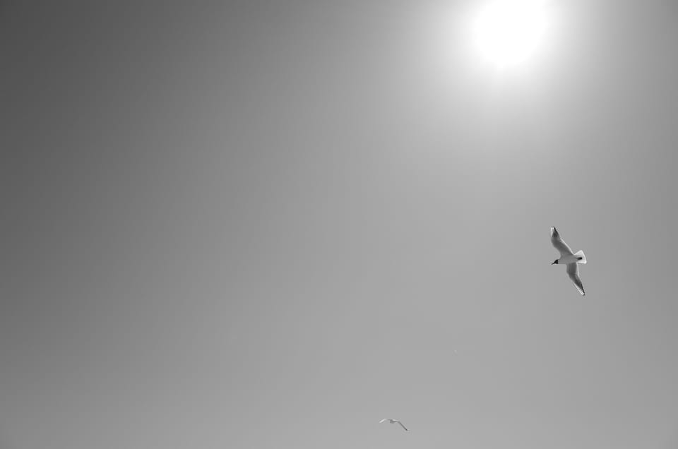 A bird flying in the sky