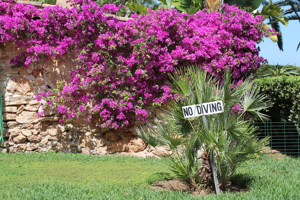 A photo of some bright flowers on a wall in Spain with a sign that say No Diving
