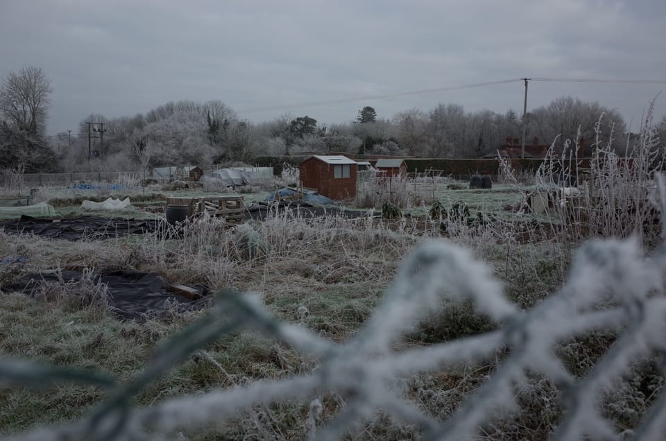 A frosty allotment in Winchester